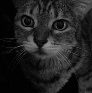 Meet your Posher, Darlene